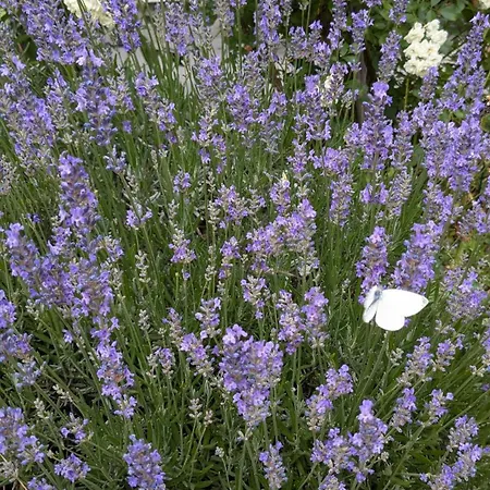 Апартаменты Eppler Альбштадт